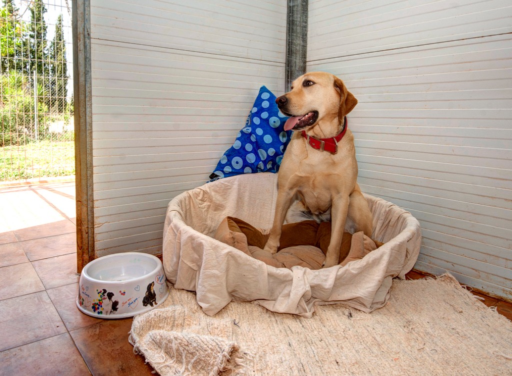 Interior cama perro